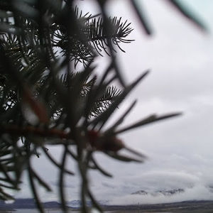 Meet your Posher, Estrella